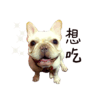 French bulldog sticky rice（個別スタンプ：7）