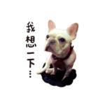 French bulldog sticky rice（個別スタンプ：8）