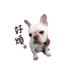 French bulldog sticky rice（個別スタンプ：9）