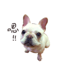 French bulldog sticky rice（個別スタンプ：10）