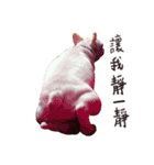 French bulldog sticky rice（個別スタンプ：11）