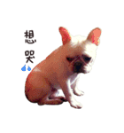 French bulldog sticky rice（個別スタンプ：12）