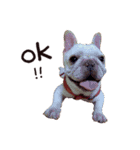 French bulldog sticky rice（個別スタンプ：13）