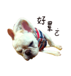 French bulldog sticky rice（個別スタンプ：14）