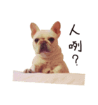 French bulldog sticky rice（個別スタンプ：15）