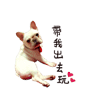 French bulldog sticky rice（個別スタンプ：16）