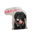 山美の犬達2.5（個別スタンプ：2）