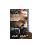 尊い命（個別スタンプ：3）