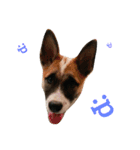 Dog_nn（個別スタンプ：7）