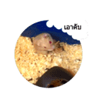 Little mouse Hamter 2（個別スタンプ：13）