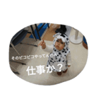 あおりキッズ（個別スタンプ：12）