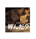 猫はかわいい（個別スタンプ：11）