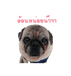 Tungchae The pug（個別スタンプ：2）