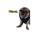 Tungchae The pug（個別スタンプ：3）