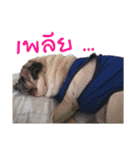 Tungchae The pug（個別スタンプ：4）