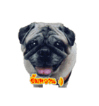 Tungchae The pug（個別スタンプ：7）