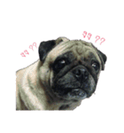 Tungchae The pug（個別スタンプ：11）