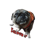 Tungchae The pug（個別スタンプ：12）