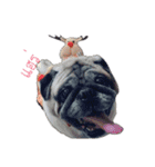 Tungchae The pug（個別スタンプ：13）