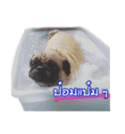 Tungchae The pug（個別スタンプ：19）