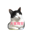 guggimeow（個別スタンプ：3）