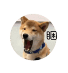 Shibainu bboy(Chinese)（個別スタンプ：3）