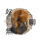 Shibainu bboy(Chinese)（個別スタンプ：10）