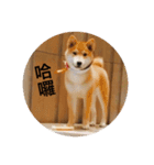 Shibainu bboy(Chinese)（個別スタンプ：13）