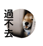 Shibainu bboy(Chinese)（個別スタンプ：14）