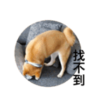 Shibainu bboy(Chinese)（個別スタンプ：16）