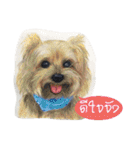 Pet Portrait by J＆M（個別スタンプ：16）