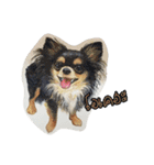 Pet Portrait by J＆M（個別スタンプ：28）