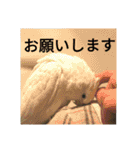 オカメインコのメッセージ集（個別スタンプ：3）