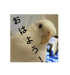 オカメインコのメッセージ集（個別スタンプ：4）