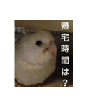 オカメインコのメッセージ集（個別スタンプ：10）