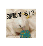 オカメインコのメッセージ集（個別スタンプ：12）