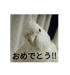 オカメインコのメッセージ集（個別スタンプ：14）