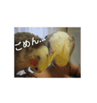 オカメインコのメッセージ集（個別スタンプ：23）