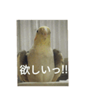 オカメインコのメッセージ集（個別スタンプ：25）