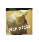 オカメインコのメッセージ集（個別スタンプ：28）