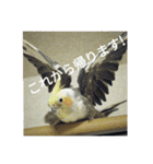 オカメインコのメッセージ集（個別スタンプ：32）