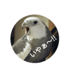 オカメインコのメッセージ集（個別スタンプ：33）