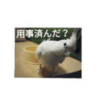 オカメインコのメッセージ集（個別スタンプ：35）