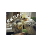 オカメインコのメッセージ集（個別スタンプ：36）