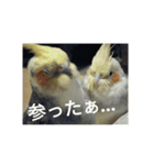 オカメインコのメッセージ集（個別スタンプ：38）