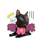 Melu meow meow shop（個別スタンプ：4）