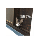 Cats and dogs peace（個別スタンプ：7）