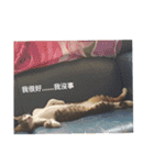 Cats and dogs peace（個別スタンプ：13）