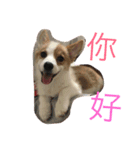 Bobo corgi（個別スタンプ：1）