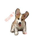 Bobo corgi（個別スタンプ：2）